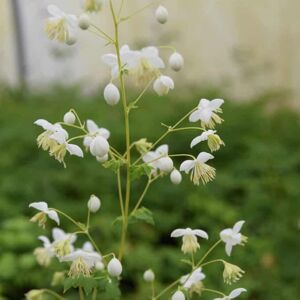 Thalictrum delavayi 'Album' ---